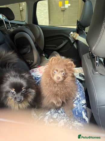 Pomeranian dogs Lilac girl - Advert 17