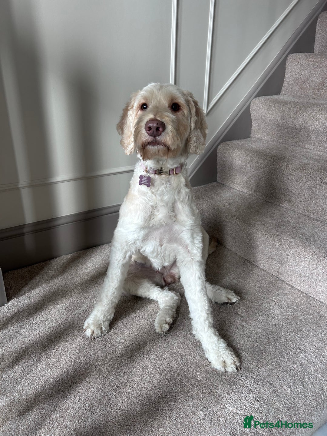 Cockapoo dogs for sale: 5 year old cockapoo girl  - Image 9