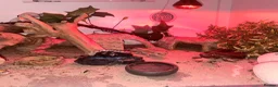 Leopard Gecko reptiles for sale: Leopard gecko looking for a new home! - Advert 2