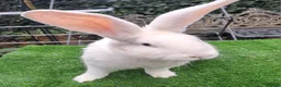 Continental Giant rabbits for sale: Super Stars  Stud Service -Beautiful PROVEN Bucks  - Advert 1