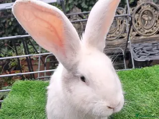 Continental Giant rabbits Super Stars Stud Service -Beautiful PROVEN Bucks - Advert 4