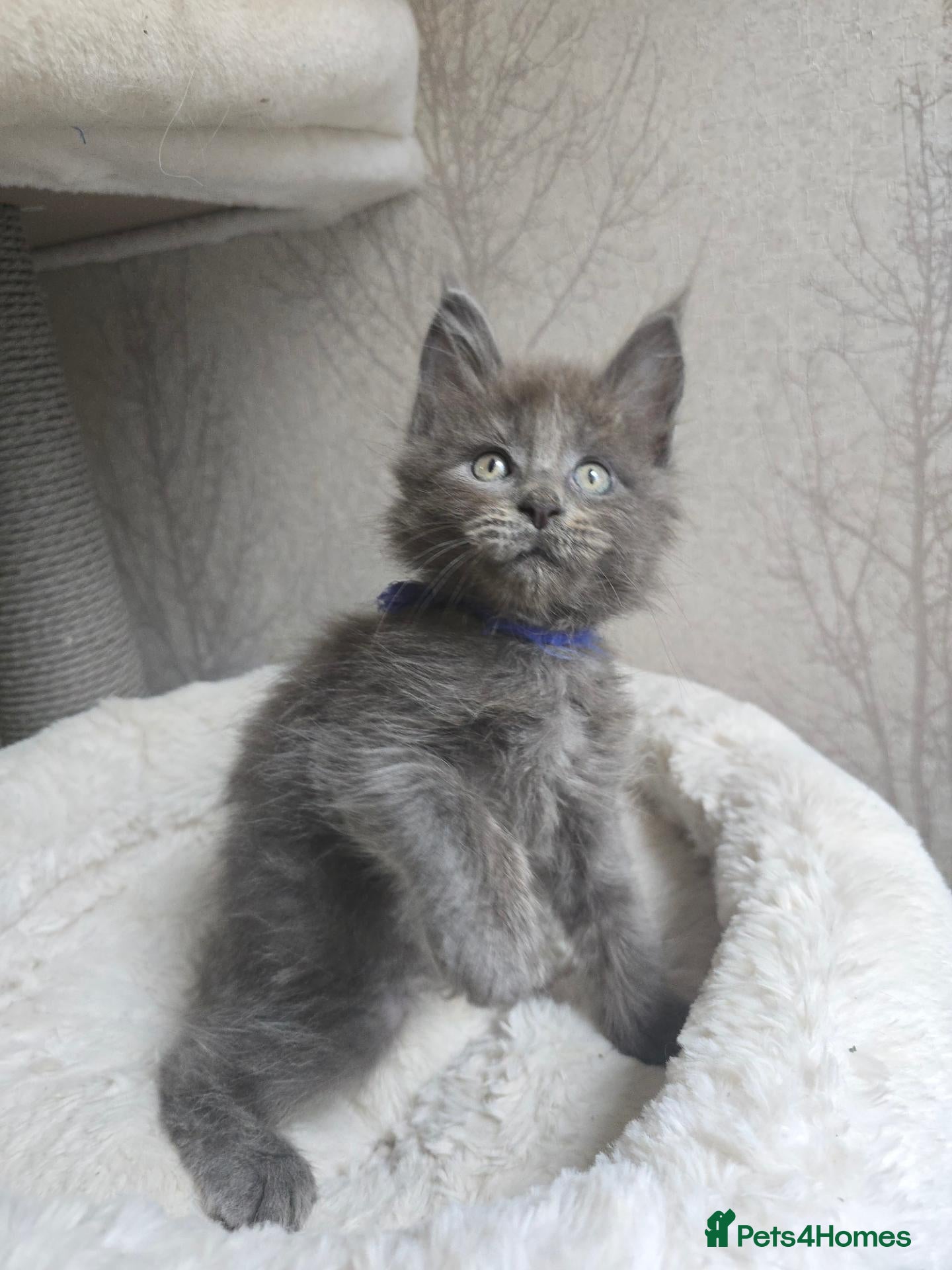 Maine Coon cats Blue & Blue Smoke Maine Coon Kittens Stunning Tica - Advert 2