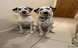 Dalmatian dogs for sale: Potential rehome - male LUA Dalmatian  - Advert 33