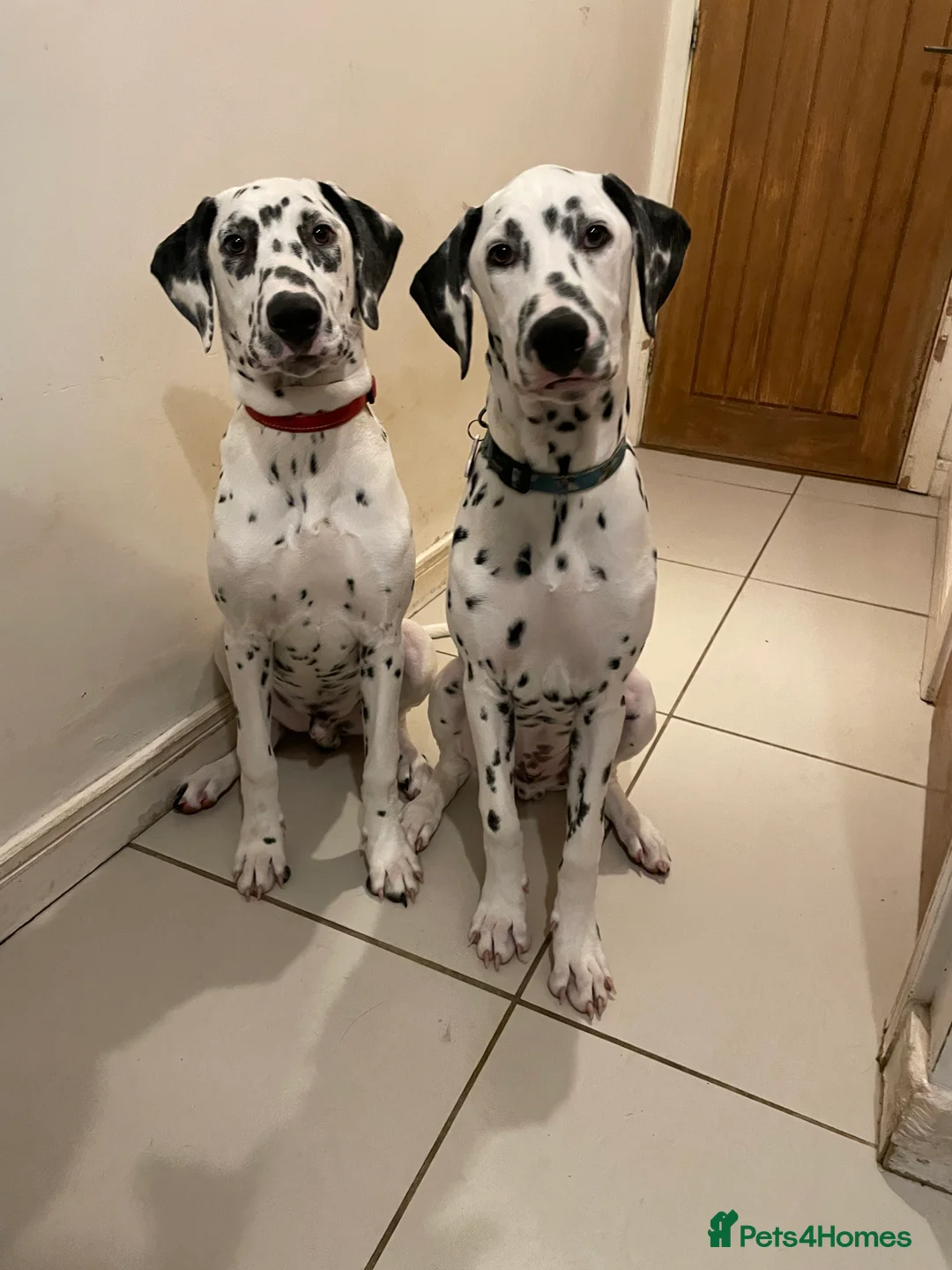 Dalmatian dogs for sale: Potential rehome - male LUA Dalmatian  - Advert 33