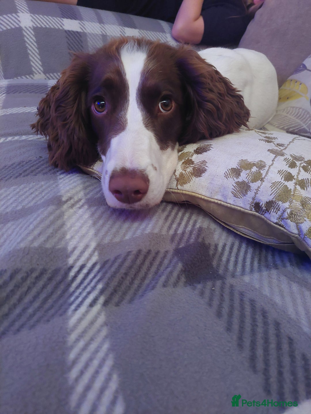 English Springer Spaniel dogs for sale: 11 month old springer spaniel BITCH - Image 3