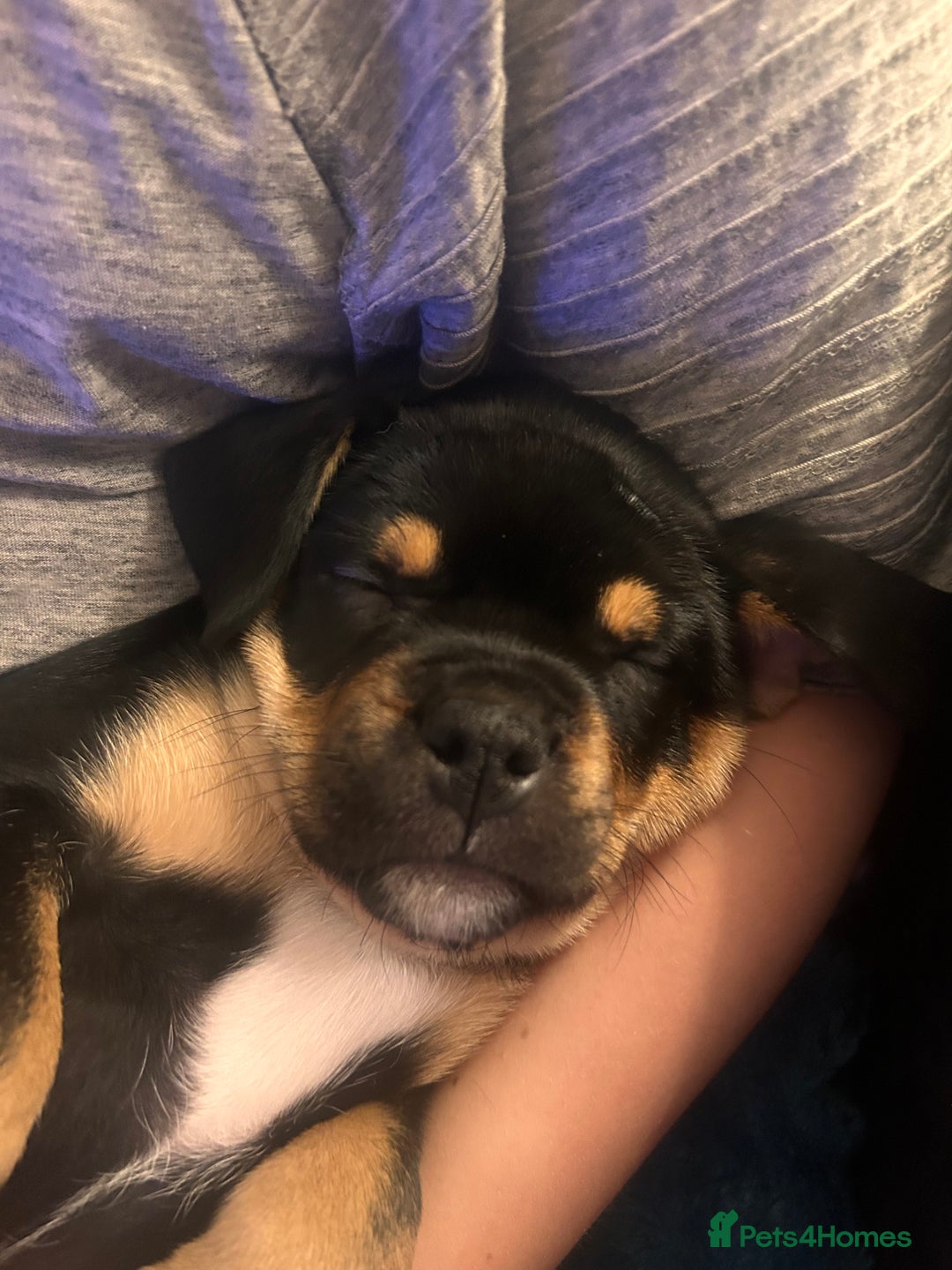 Mixed Breed dogs for sale: French Bullweiler - Advert 12