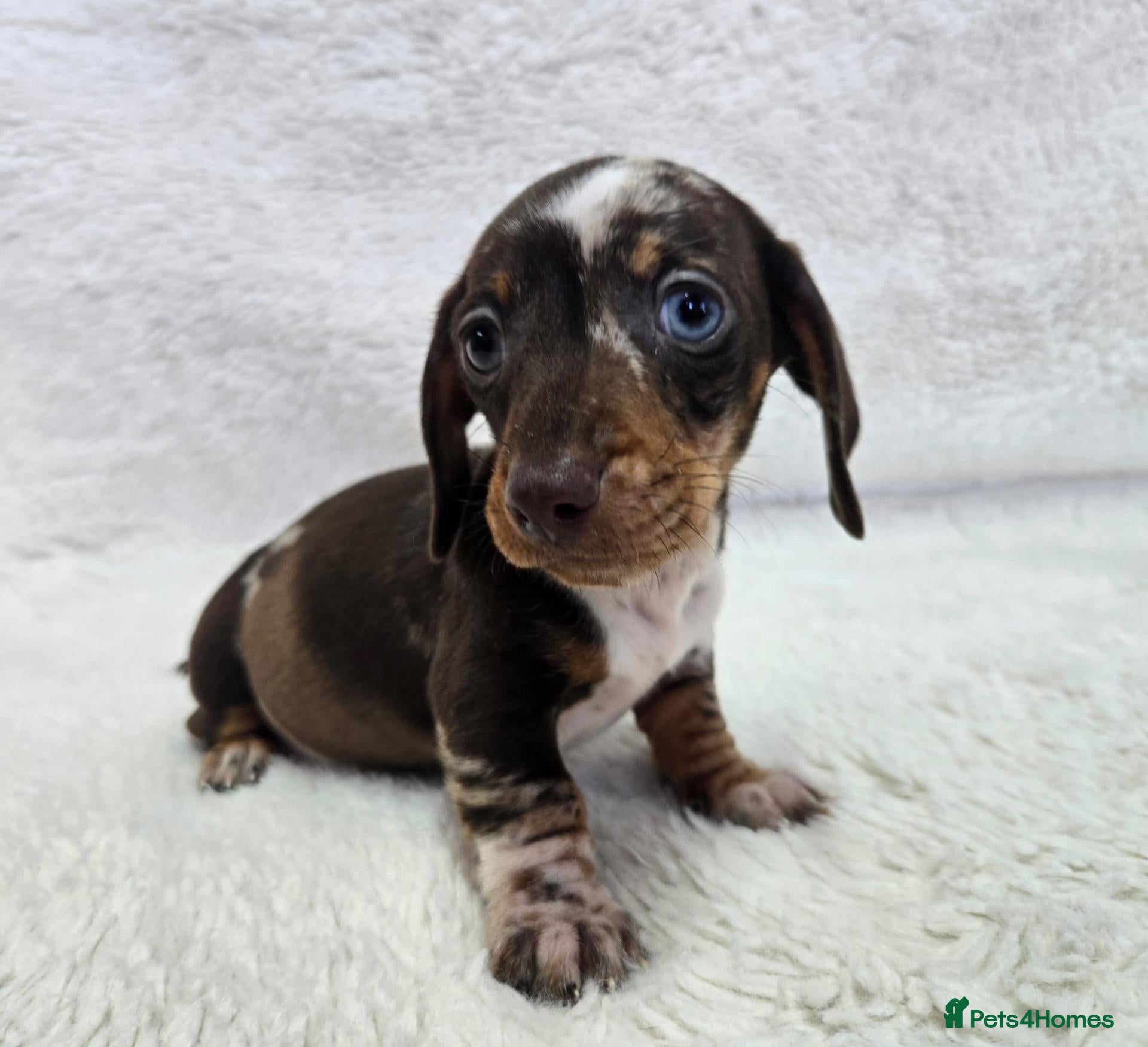 Miniature Dachshund dogs for sale: READY NOW KC REGISTERED,Miniature daschund pups - Advert 3