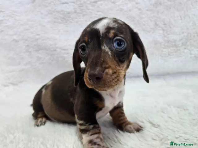 Miniature Dachshund dogs for sale: READY NOW KC REGISTERED,Miniature daschund pups - Advert 3