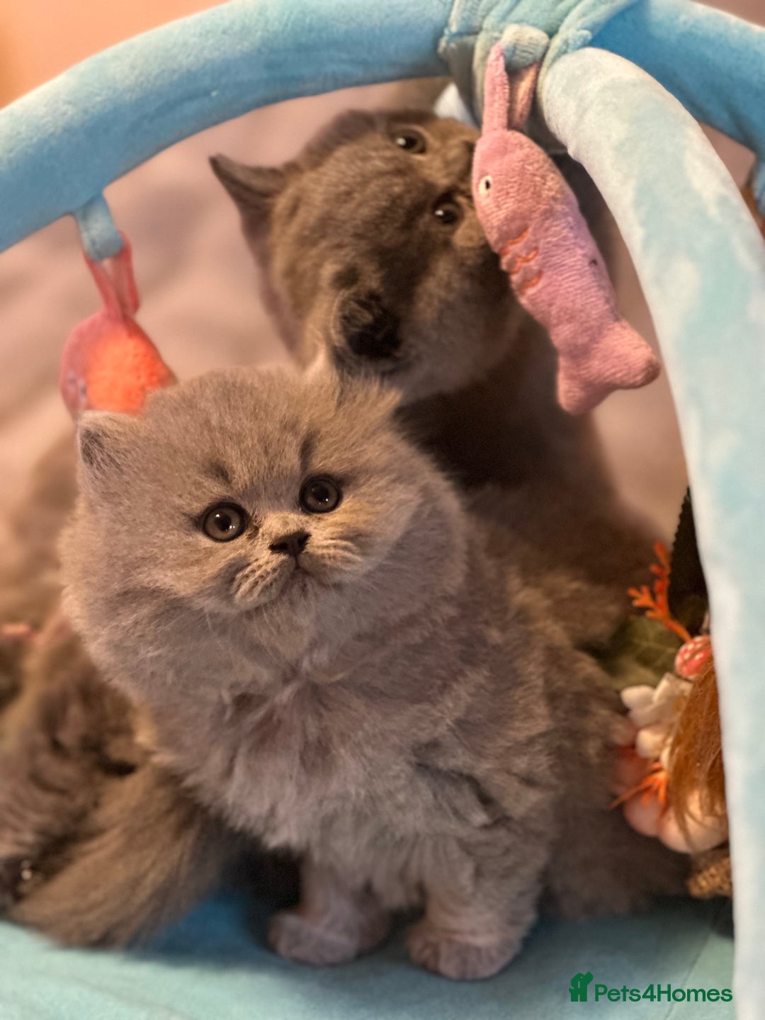 British Shorthair cats for sale: GCCF registered kitten  - Advert 15