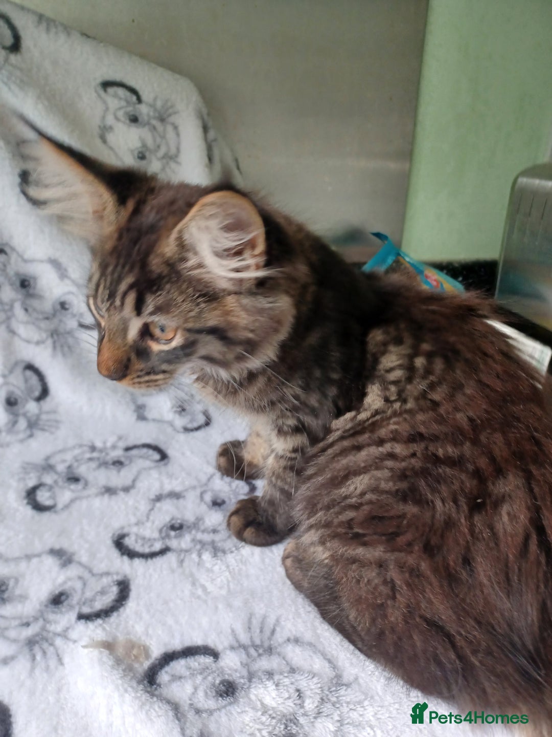 Maine Coon cats for sale: Beautiful Tabby Girl  - Image 3