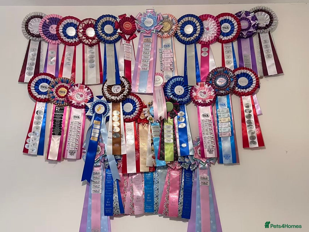 Ragdoll cats for sale: TICA register seal bicolor girl  - Advert 6