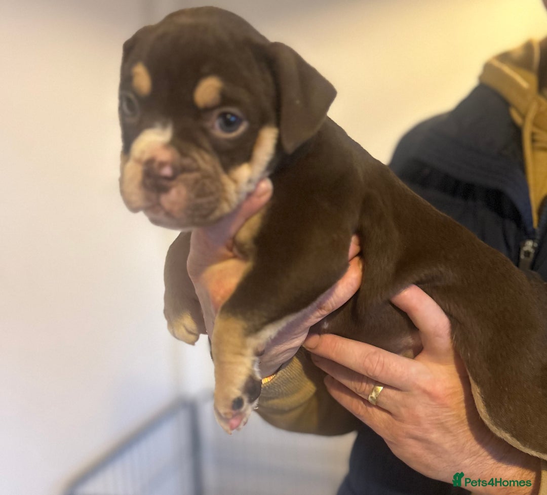 Olde English Bulldogge dogs for sale: Olde English bulldogges - Advert 15