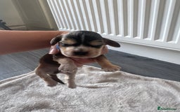 Cocker Spaniel dogs for sale: Stunning KC show cocker spaniels  - Image 14