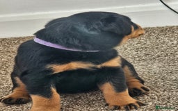 Rottweiler dogs for sale: Pure breed Rottweiler  - Image 29