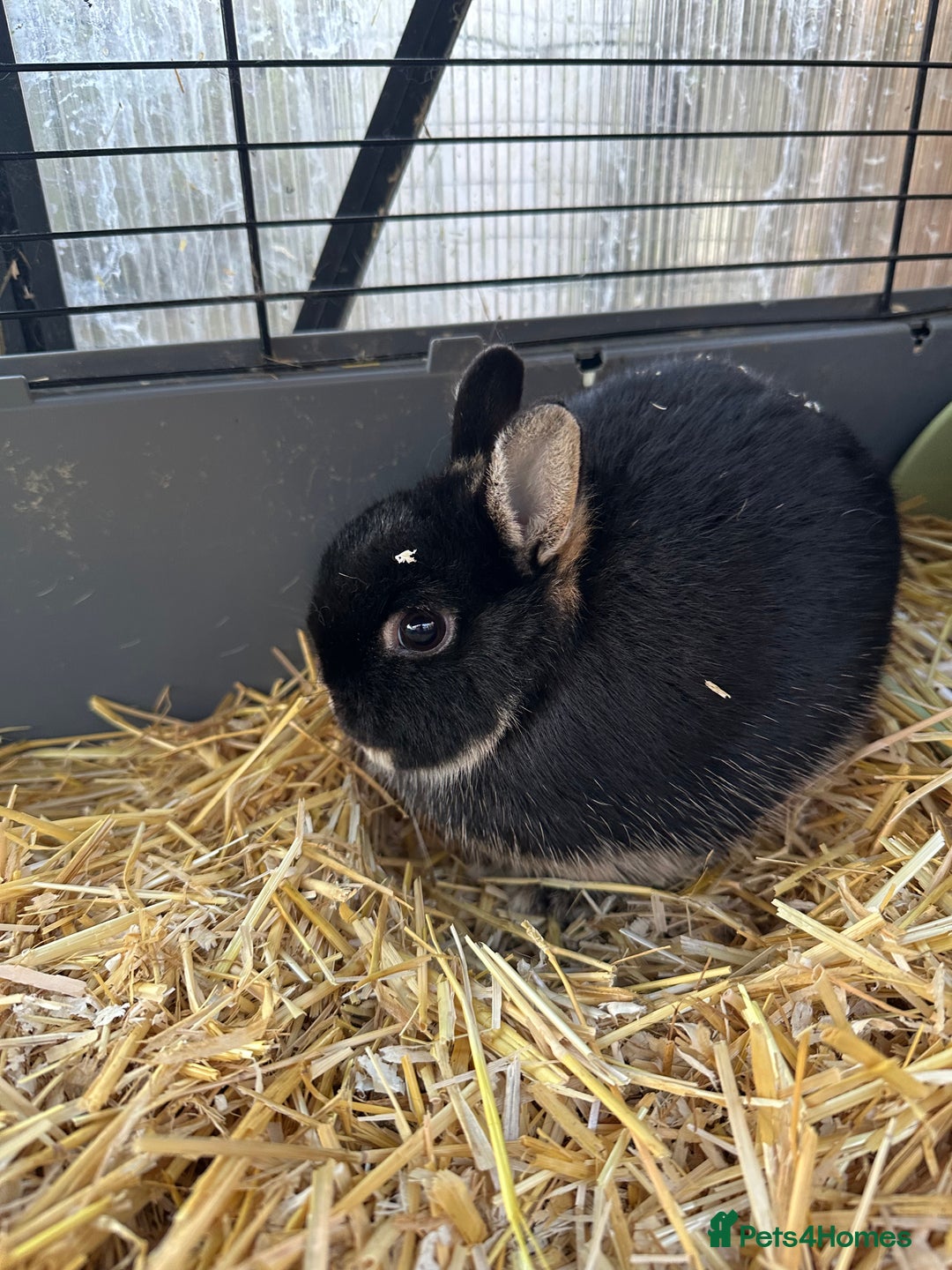Netherland Dwarf rabbits for sale: Female black otter Netherland dwarf rabbits - Advert 3