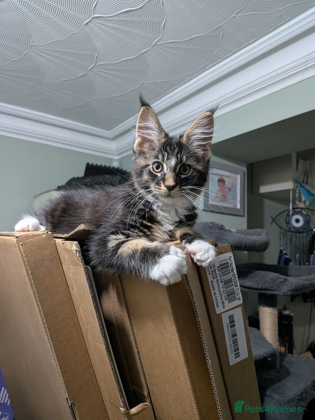 Maine Coon cats for sale: Maine Coon Tabby male - Advert 8