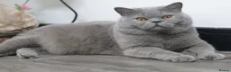 British Shorthair cats for sale: British Shorthairs seeking forever homes - Advert 4