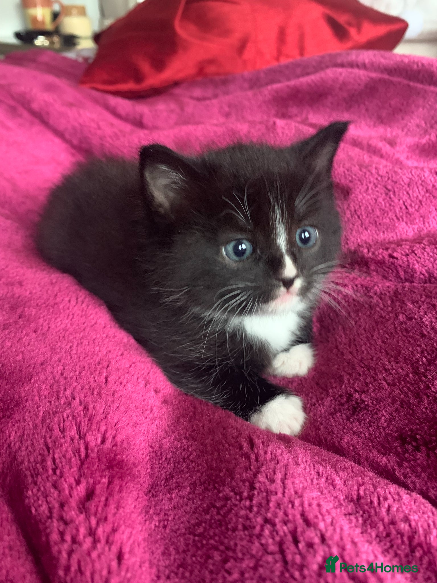 Ragdoll cats Ragdoll cross Siberian beautiful 2 kittens - Advert 4