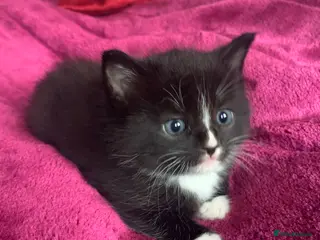 Ragdoll cats Ragdoll cross Siberian beautiful 2 kittens - Advert 4