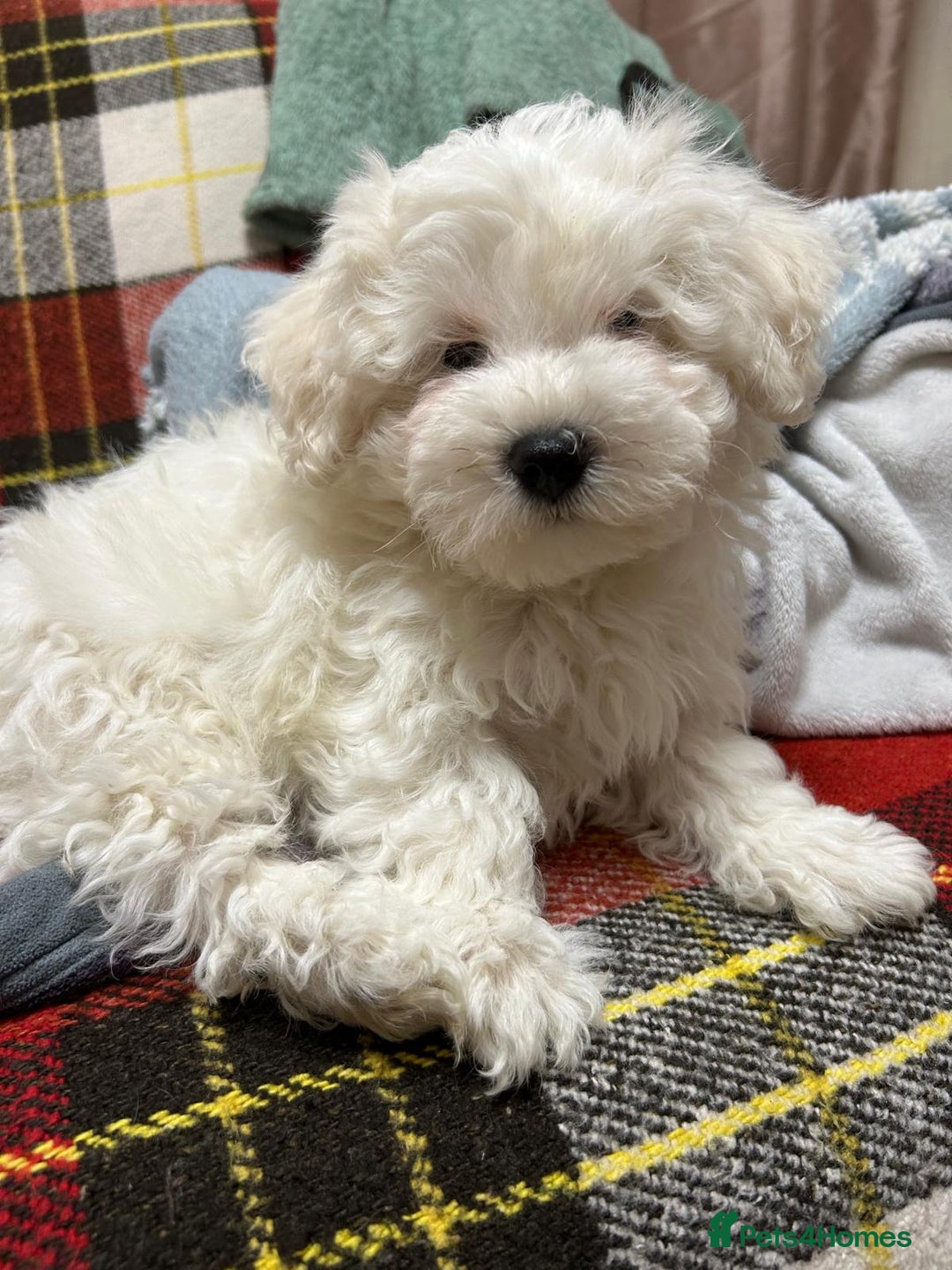 Mixed Breed dogs for sale: Maltese / Bichon Frise Puppies - Advert 8