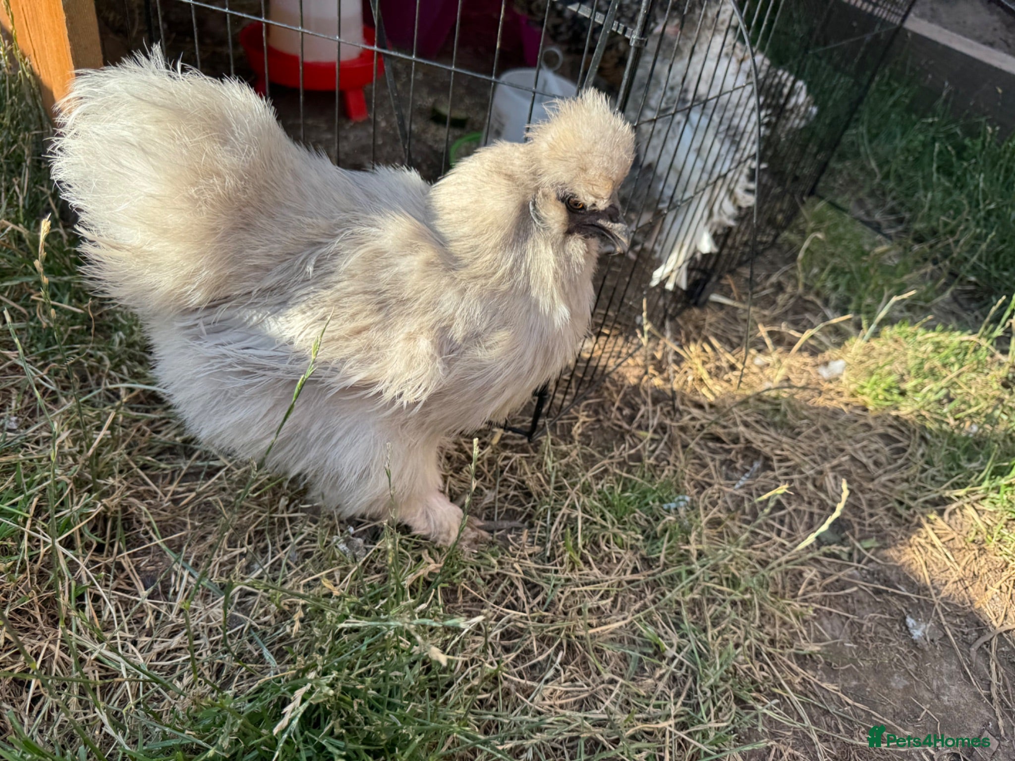 Chickens poultry Pomni- Lavender silkie hen for sale  - Advert 12