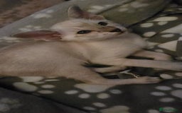 Siamese cats for sale: Seal Tabby Point Siamese - Image 3