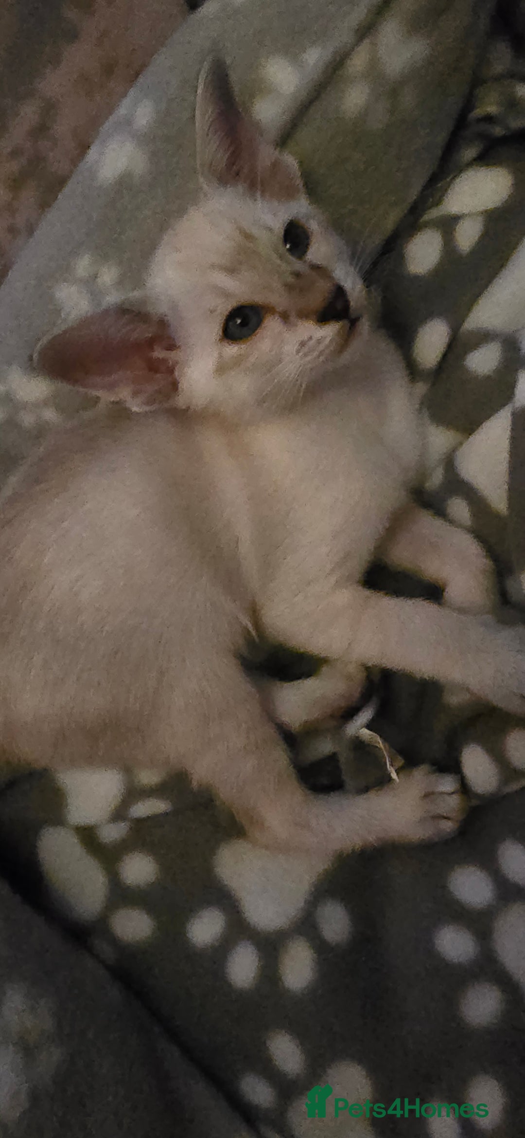 Siamese cats for sale: Seal Tabby Point Siamese - Image 3