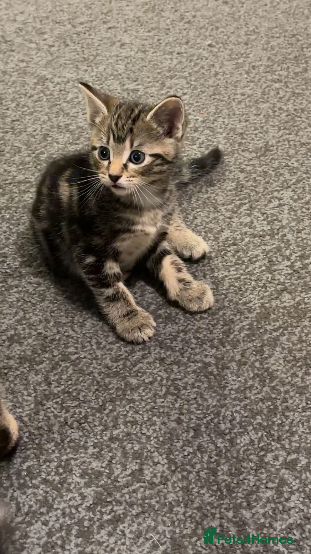 Mixed Breed cats for sale: 1 female kitten and 1 Male kitten available now in Didcot - Advert 2