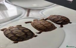 Tortoise reptiles for sale: Greek Tortoises - Image 4