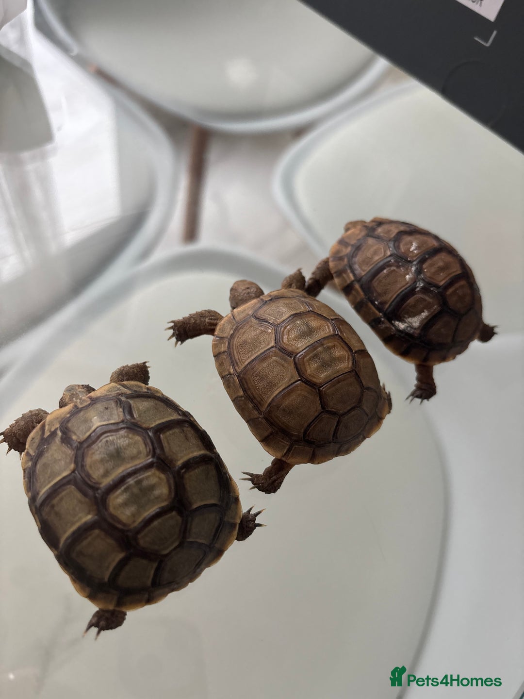 Tortoise reptiles for sale: Greek Tortoises - Image 4