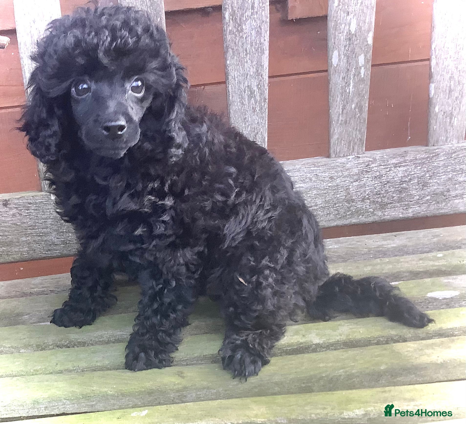 Toy Poodle dogs Tiny poodle puppies from Asian Lines Ready Now - Advert 12