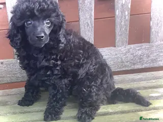 Toy Poodle dogs Tiny poodle puppies from Asian Lines Ready Now - Advert 12
