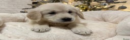 Golden Retriever dogs for sale: Golden retriever puppies  - Advert 6