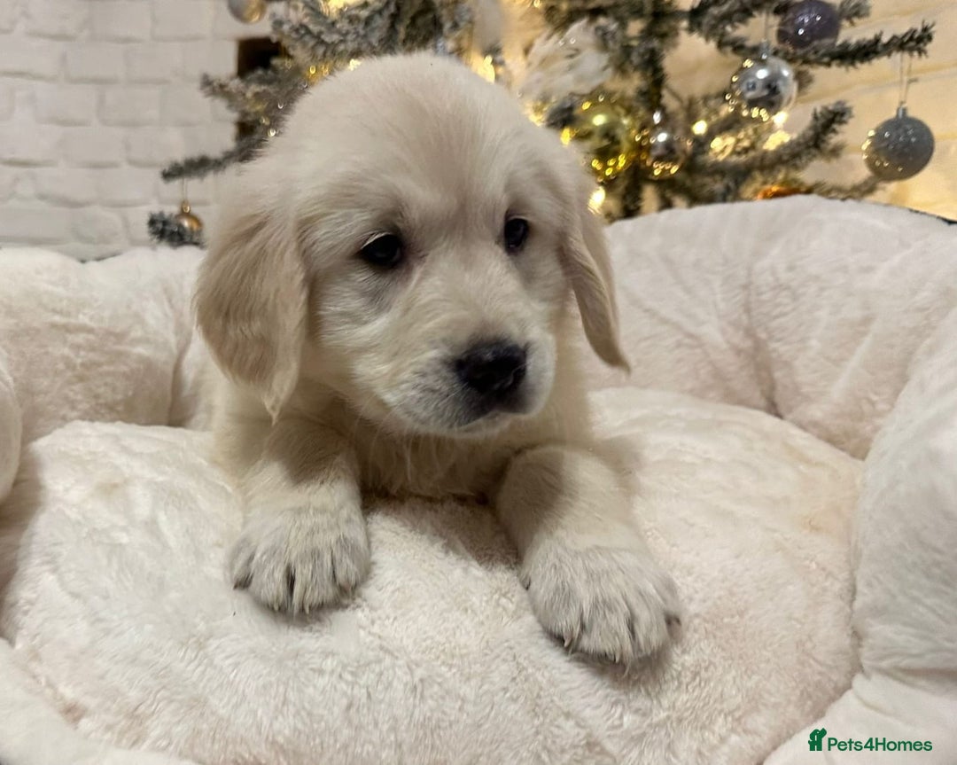 Golden Retriever dogs for sale: Golden retriever puppies  - Advert 6