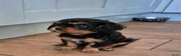 Cavalier King Charles Spaniel dogs for sale: *LASY BOY* *READY * Cavalier King Charles Puppies  - Advert 10