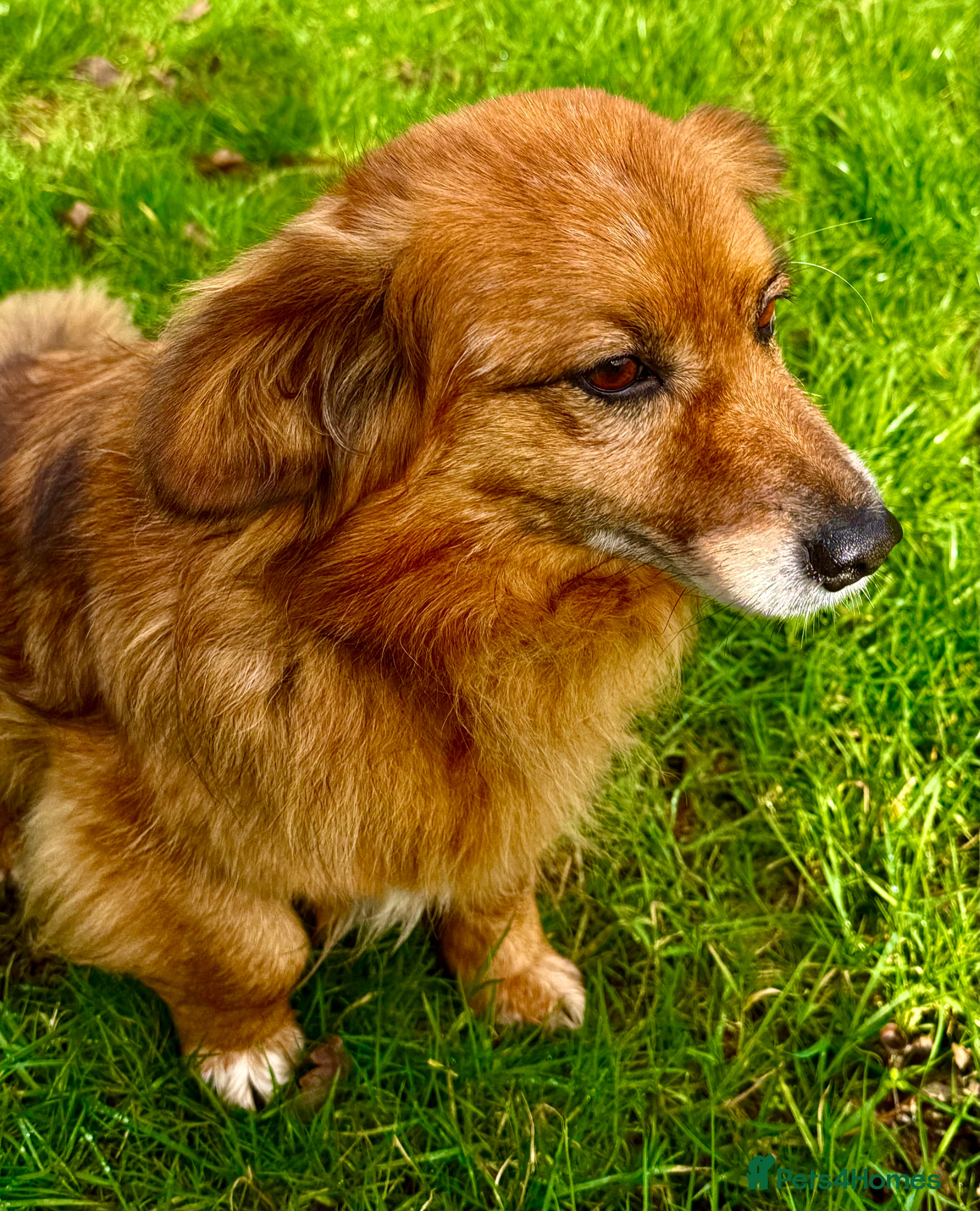 Border Collie dogs MILOSH – Border Collie (Male) in West Malling - Advert 14