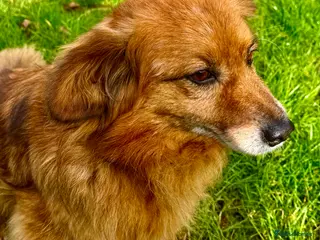 Border Collie dogs MILOSH – Border Collie (Male) in West Malling - Advert 14