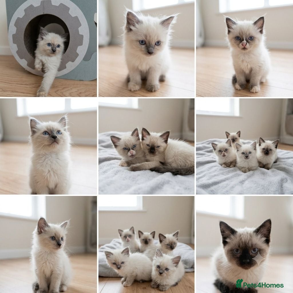 Ragdoll cats Purebred Ragdoll Kittens, Vaccinated  & Microchipp - Advert 8