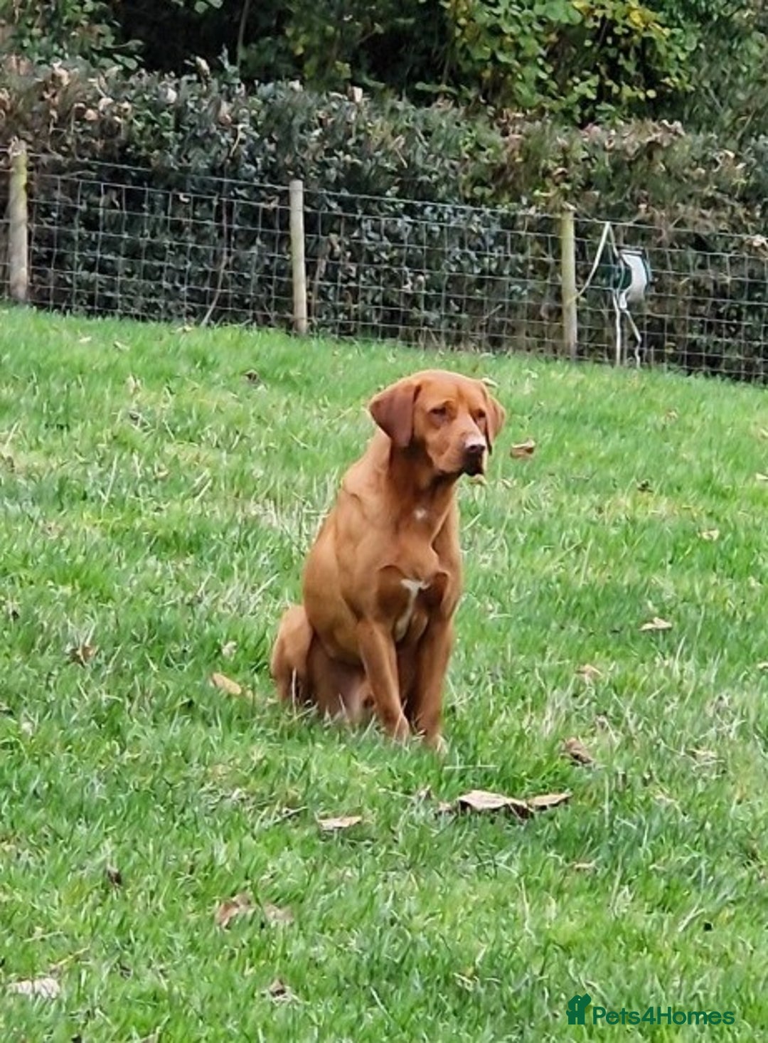 Labrador Retriever dogs for sale: KC Fox Red Labrador Pups *Ready for home 20/12/25* - Image 18