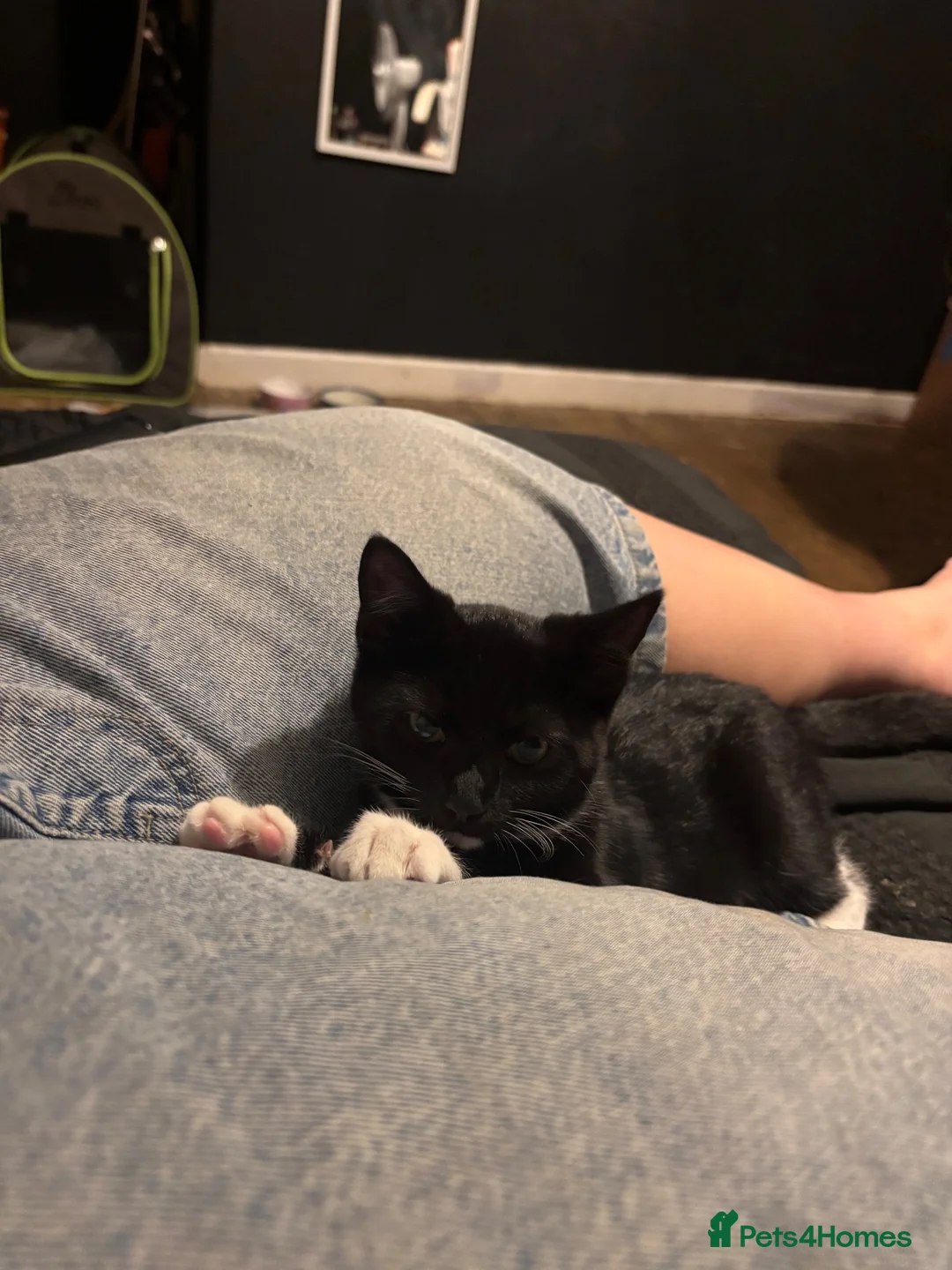 Mixed Breed cats for sale: 10 week old female kitten  in Leeds - Advert 2