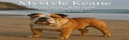 English Bulldog dogs for stud: KC registered standard Bulldog - Advert 7