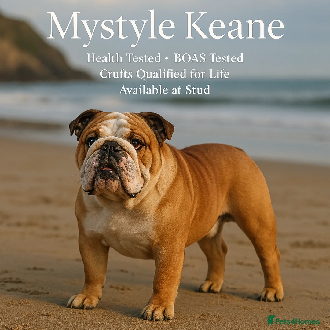 English Bulldog dogs for stud: KC stud available  - Advert 1