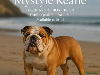 English Bulldog dogs KC registered standard Bulldog - Advert 4