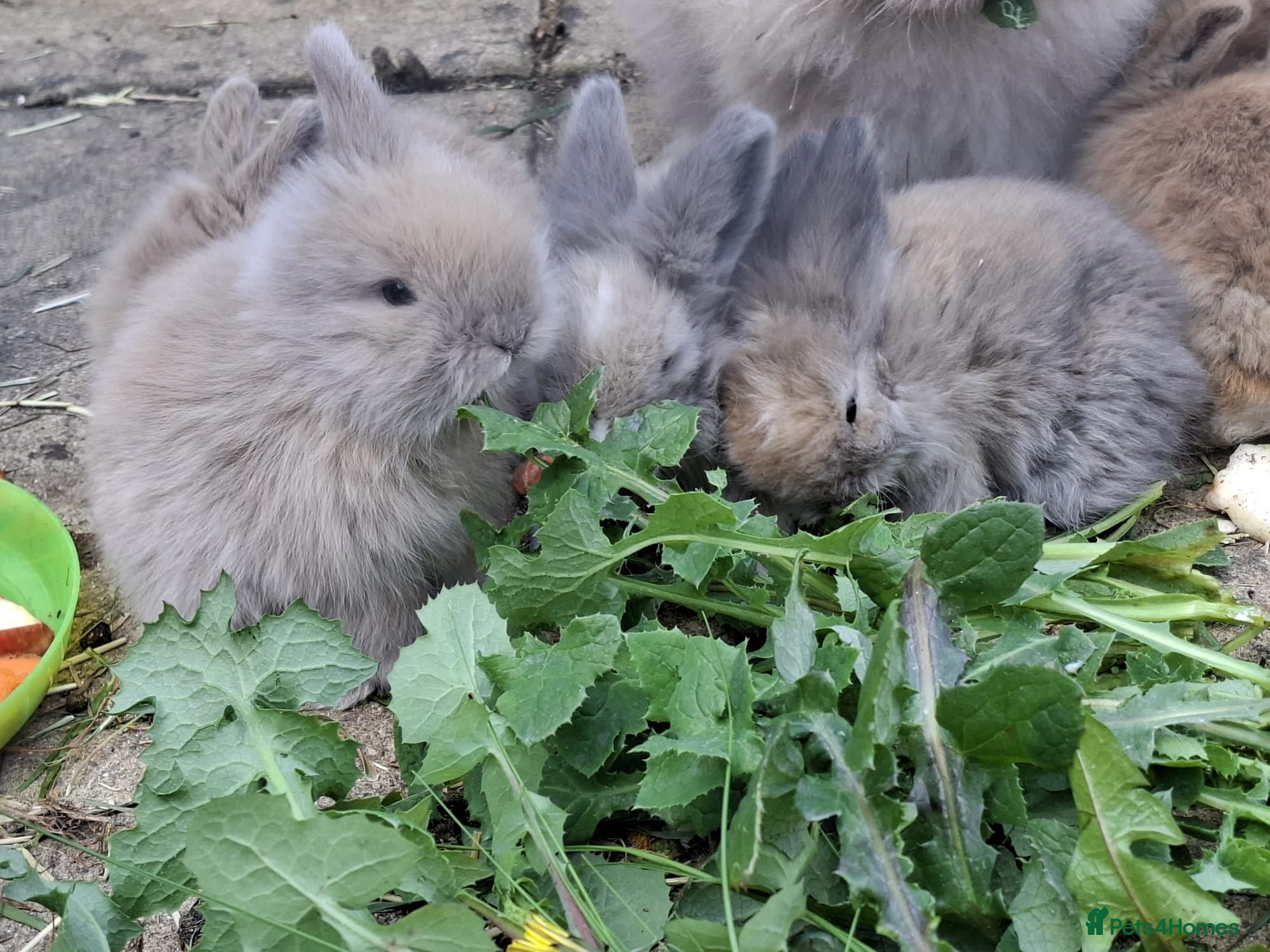Angora rabbits  Pedigree Angora x Double Mained Lionhead babies   - Advert 1