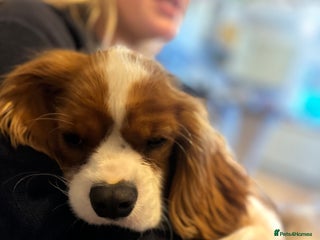 Cavalier King Charles Spaniel dogs Handsome male 8 months - Advert 10
