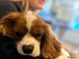 Cavalier King Charles Spaniel dogs Handsome male 8 months - Advert 10