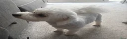 Mixed Breed dogs for sale: 7 year old bichion frise  - Advert 5