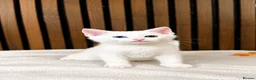 Domestic Shorthair cats for sale: Stunning Kittens | Bella's Litter | Ready Now - Advert 4