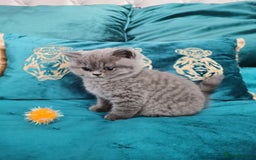 British Shorthair cats for sale: BSH🇬🇧👑🇬🇧💙British Shorthair girl😻💙 Gccf  - Image 11