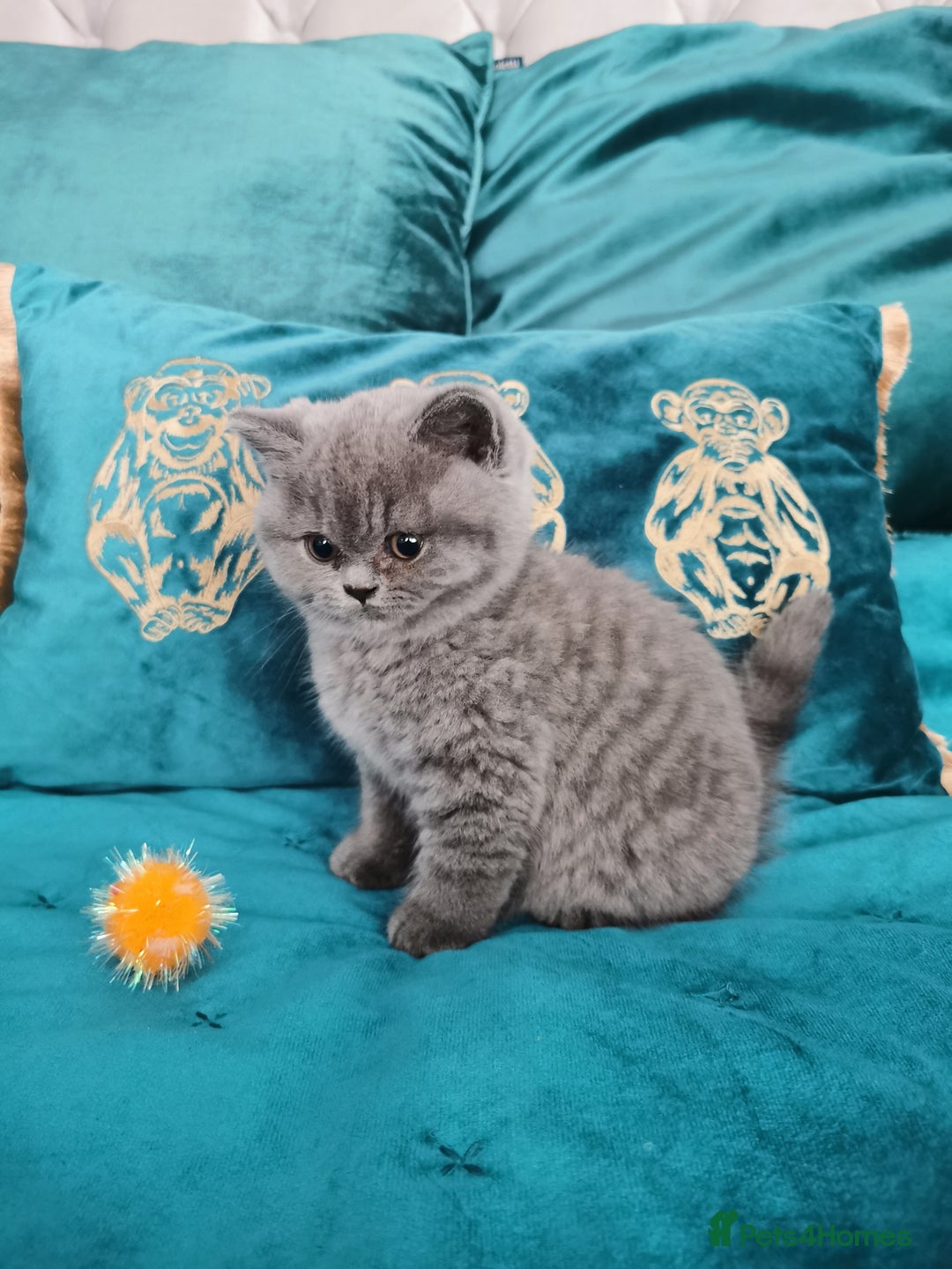 British Shorthair cats for sale: BSH🇬🇧👑🇬🇧💙British Shorthair girl😻💙 Gccf  - Image 11
